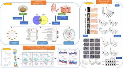 Combining network pharmacology, molecular docking, molecular dynamics simulation, and experimental verification to examine the efficacy and immunoregulation mechanism of FHB granules on vitiligo